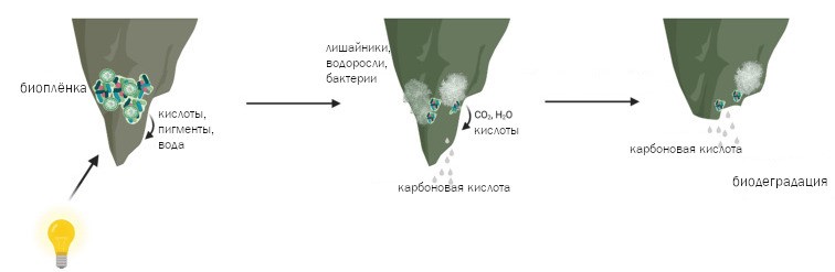 Биодеградация в пещере, вызванная люмпенфлорой
