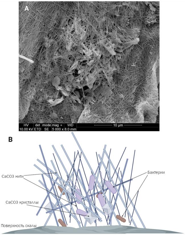 Снимок лунного молока под электронным микроскопом