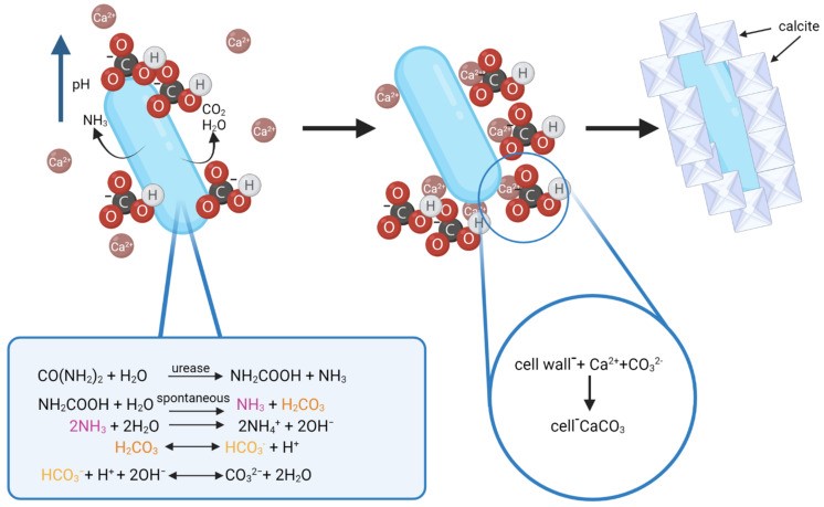 Схема биоминерализации, осуществляемой бактериями, продуцирующими уреазу